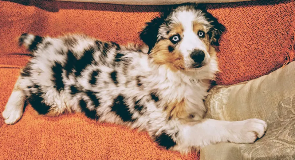Cachorro blue merle tumbado