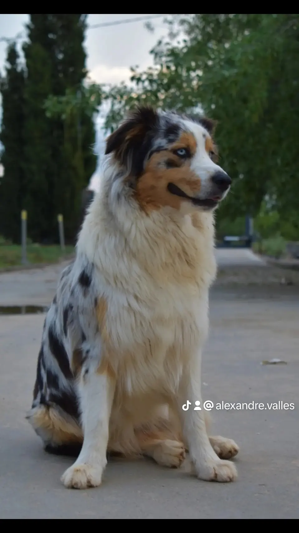 Pastor Australiano blue merle al aire libre